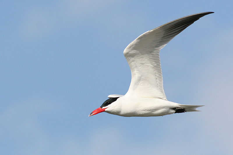 Caspian Tern