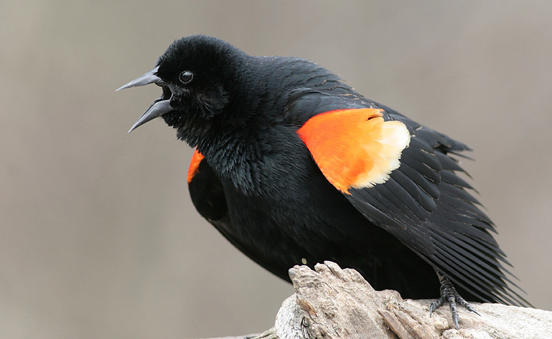 Redwing Blackbird-male