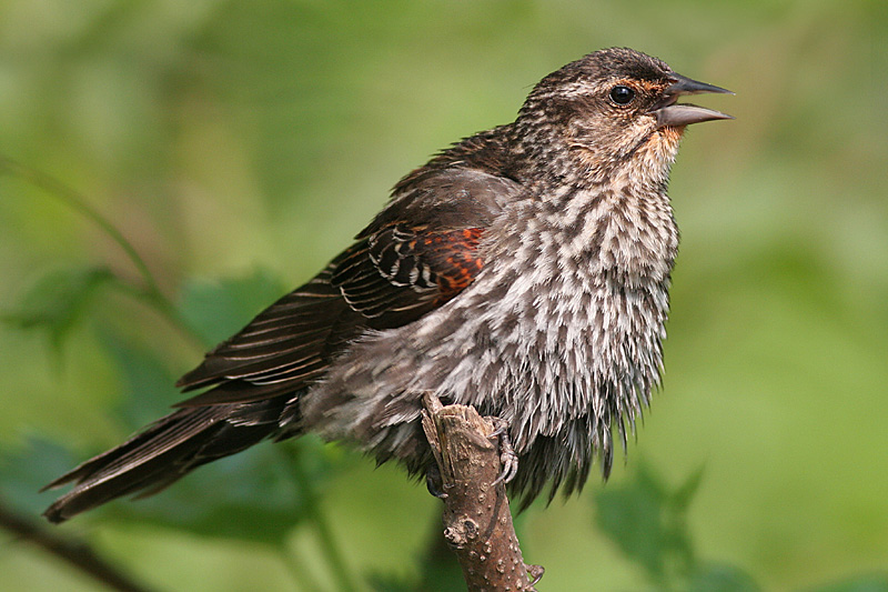 red winged blackbird 99