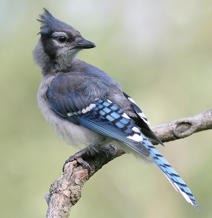 bluejay 110