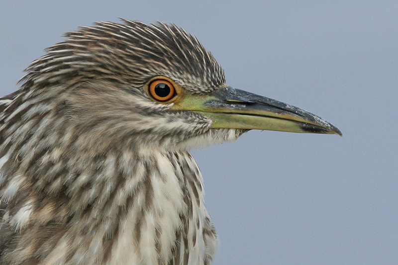 juvenile black-crowned night heron 216