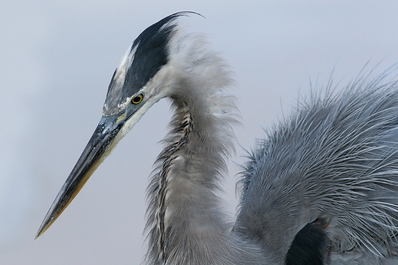 great blue heron 226