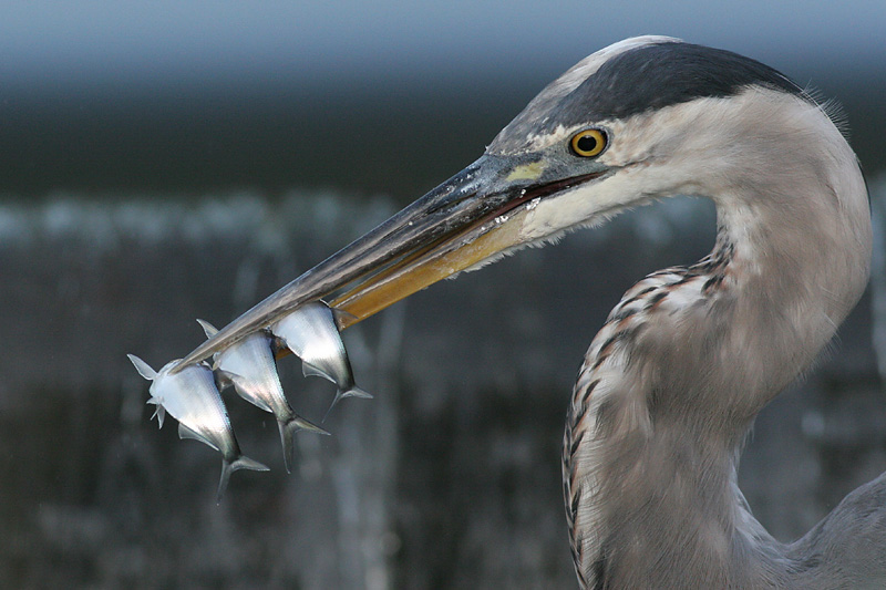 great blue heron 232