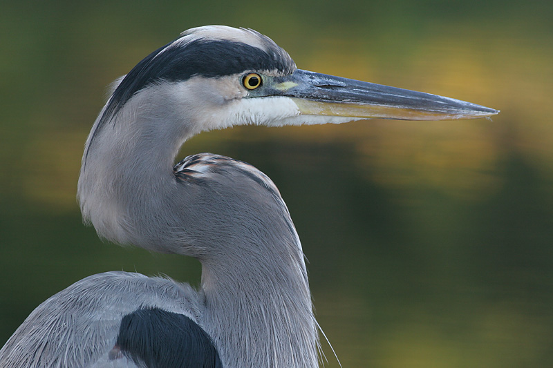 great blue heron 300