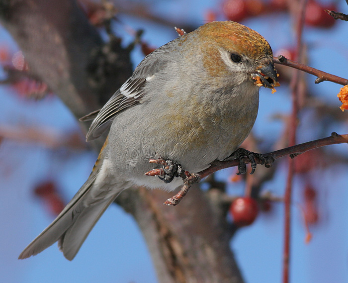 pine grosbeak 15