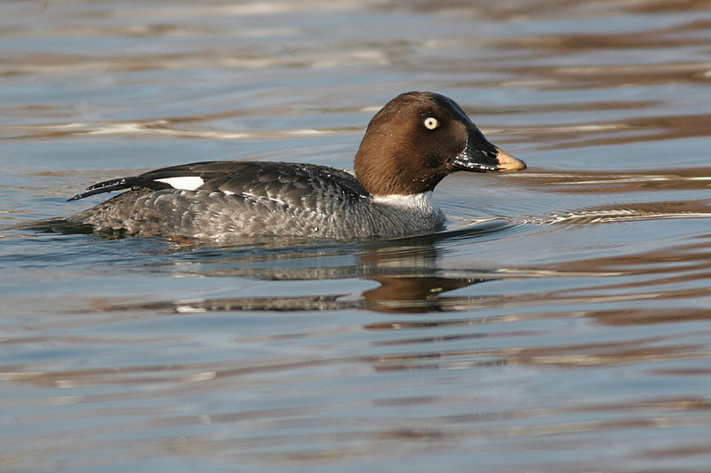 goldeneye 42