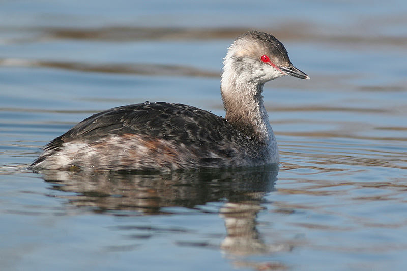 horned grebe 43