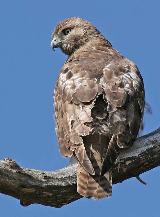red-tailed hawk 72