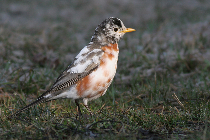 albino robin 18