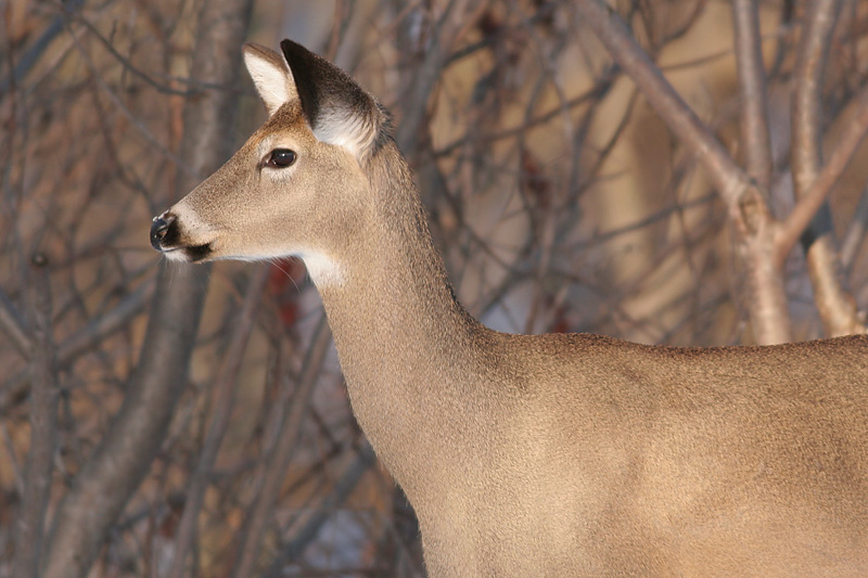 deer 23