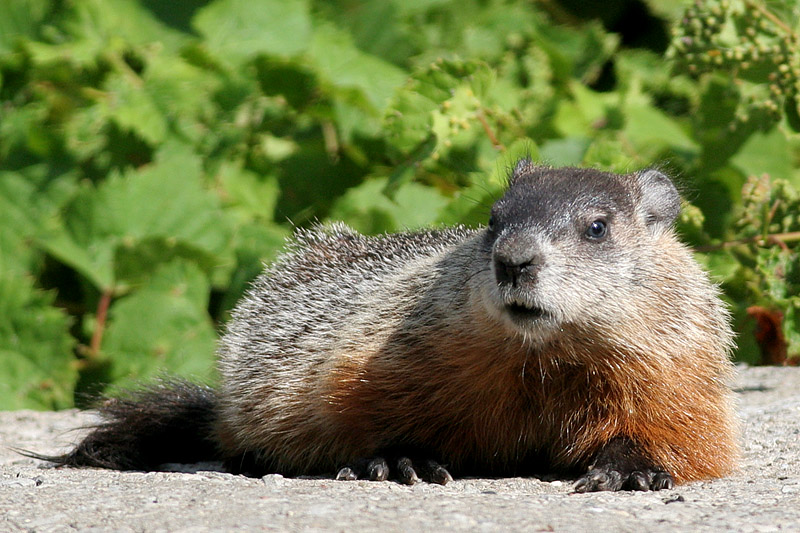 groundhog 2