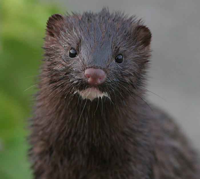 mink