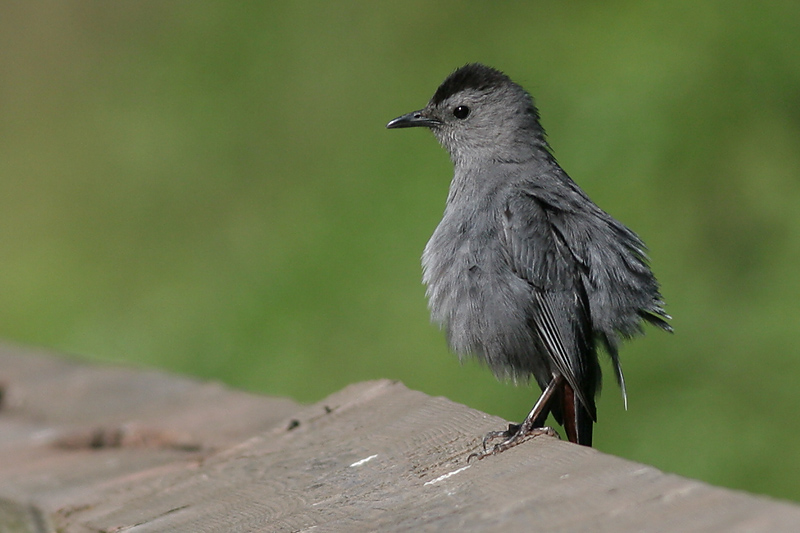 catbird 34