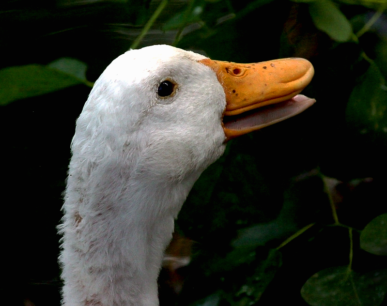 Bird Profile