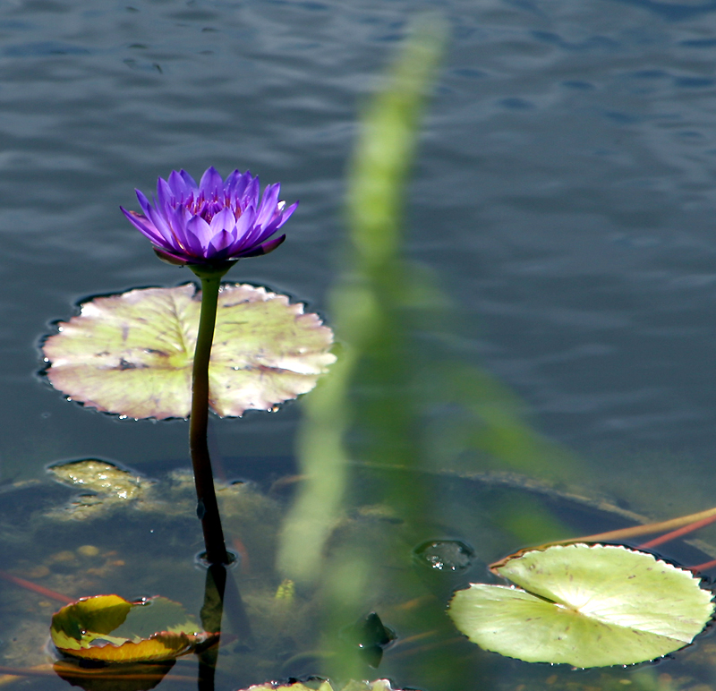 Simple beauty