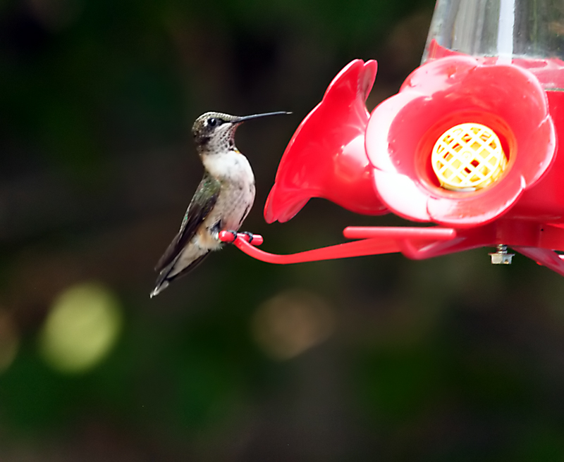 hummingbirds