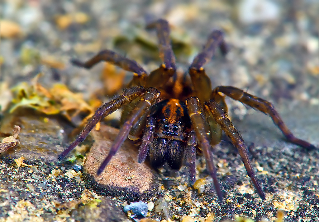 Wolf spider