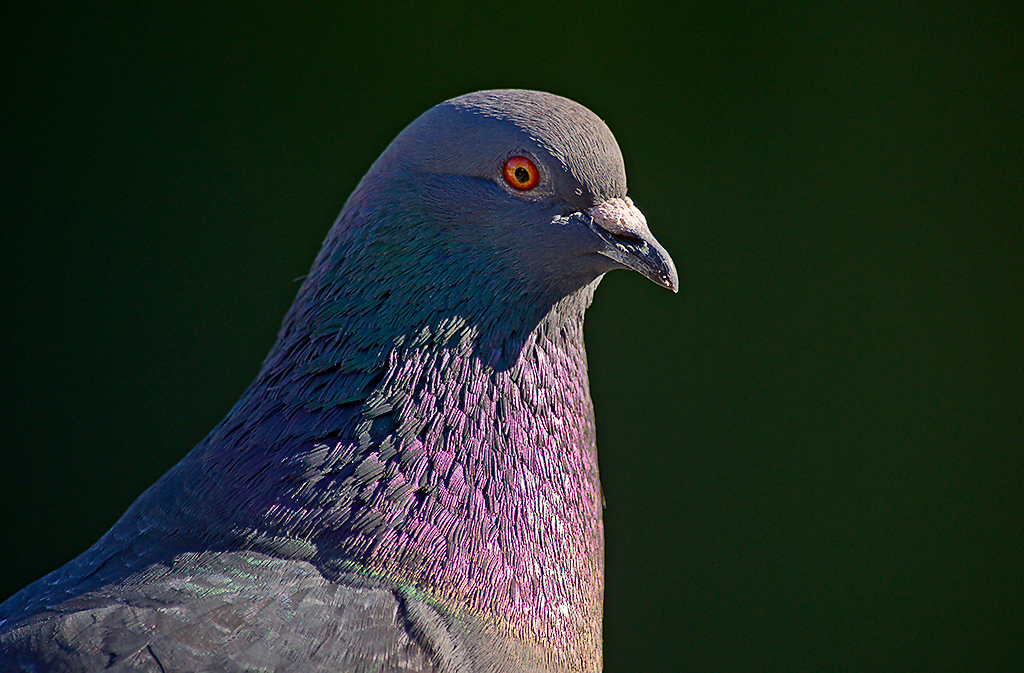 The Rock Pigeon