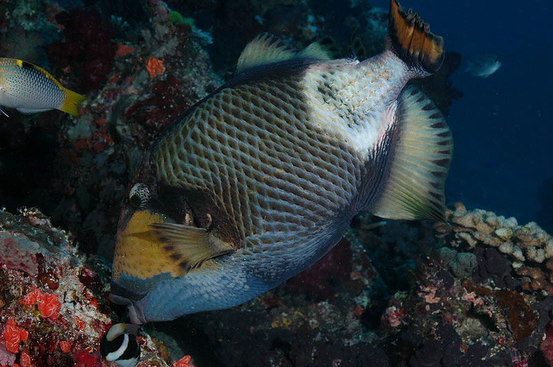 Titan Trigger Fish