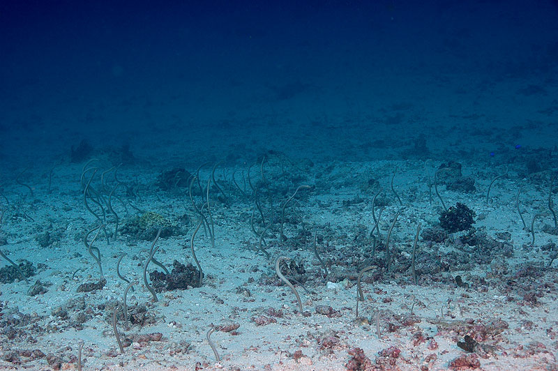 Garden Eels