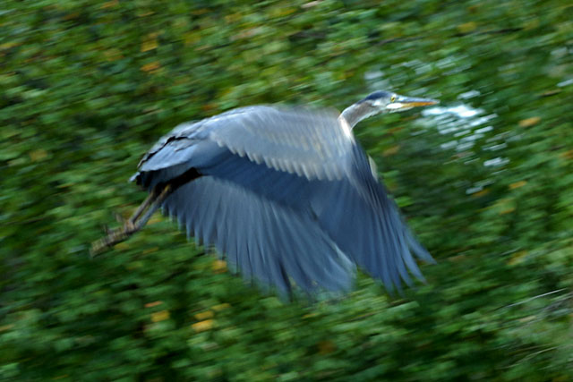 HWH_0064p.jpg
