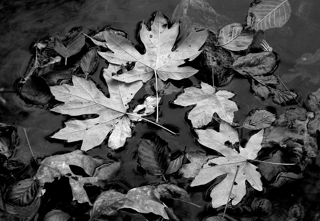 Floating Leaves.jpg