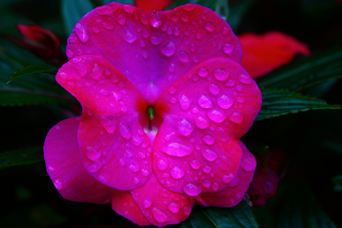 New Guinea Impatiens<BR>September 29, 2008