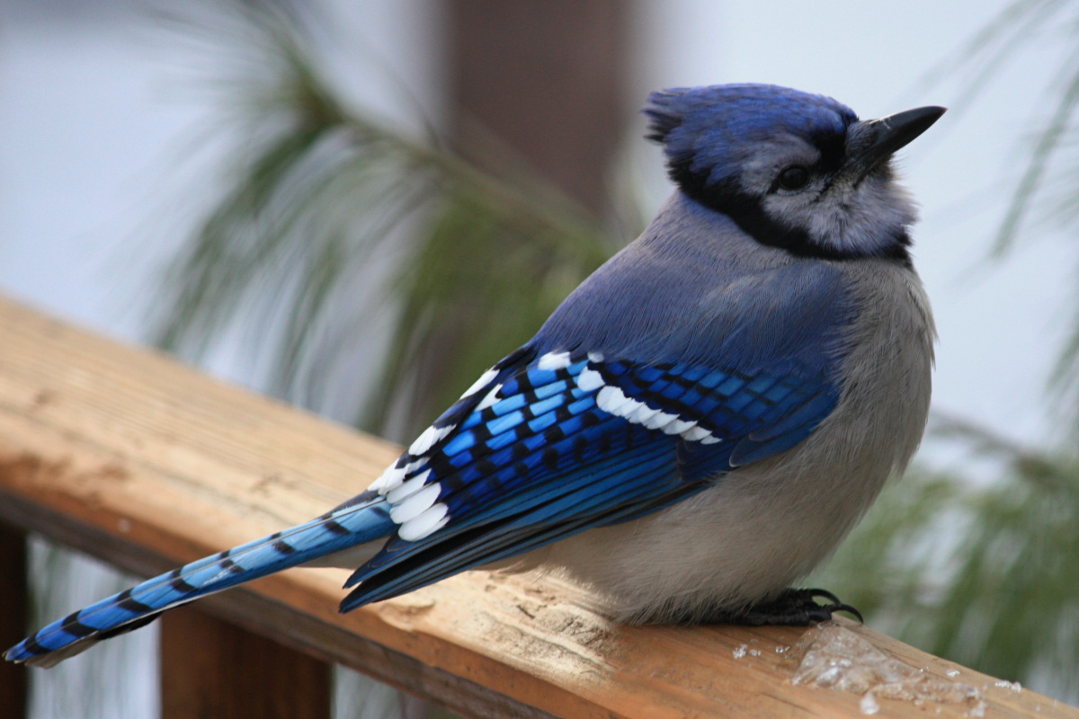 Bluejay<BR>February 6, 2009