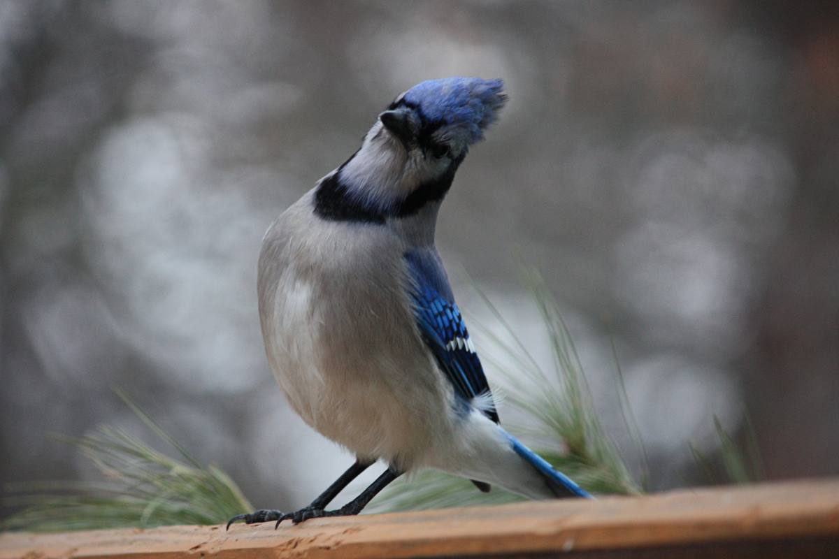 Tipping Bluejay<BR>February 22, 2009