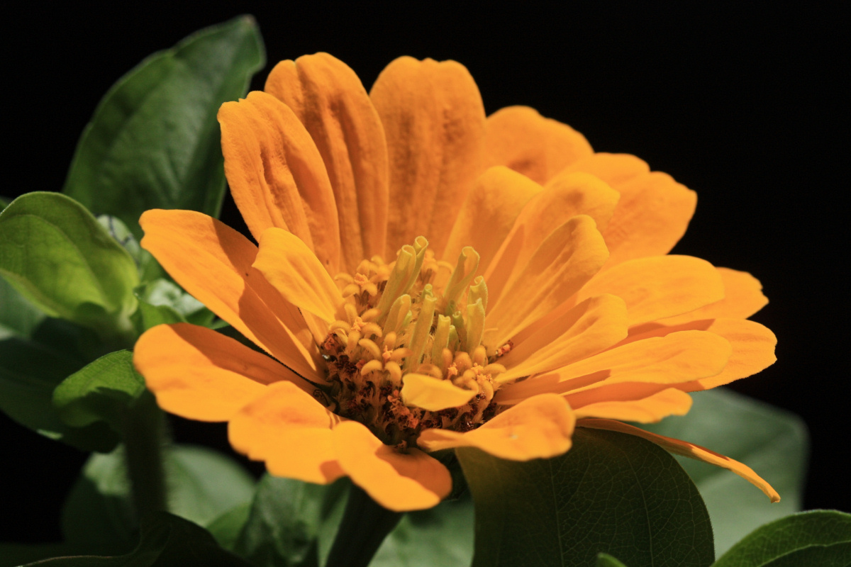 Yellow Zennia Macro<BR>July 25, 2009