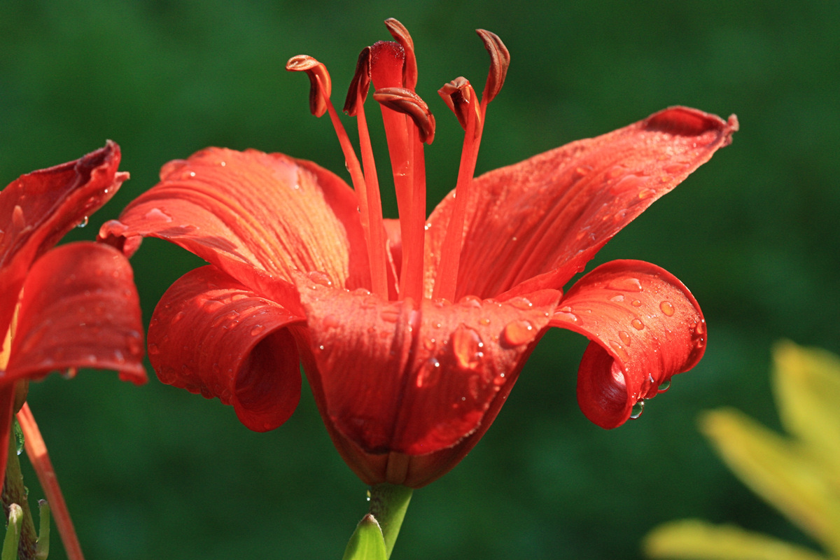 Red Day Lilly<BR>July 8, 2010