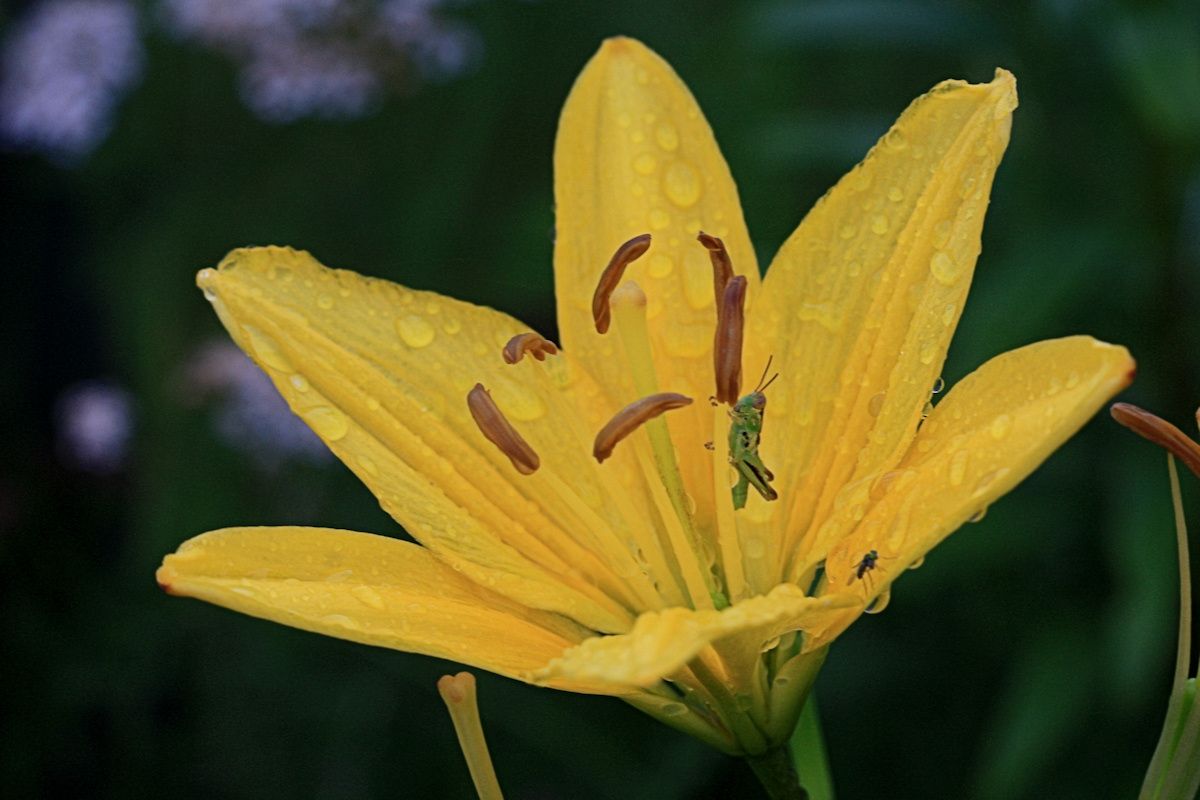 Lilly and Grasshopper Macro<BR>July 14, 2010