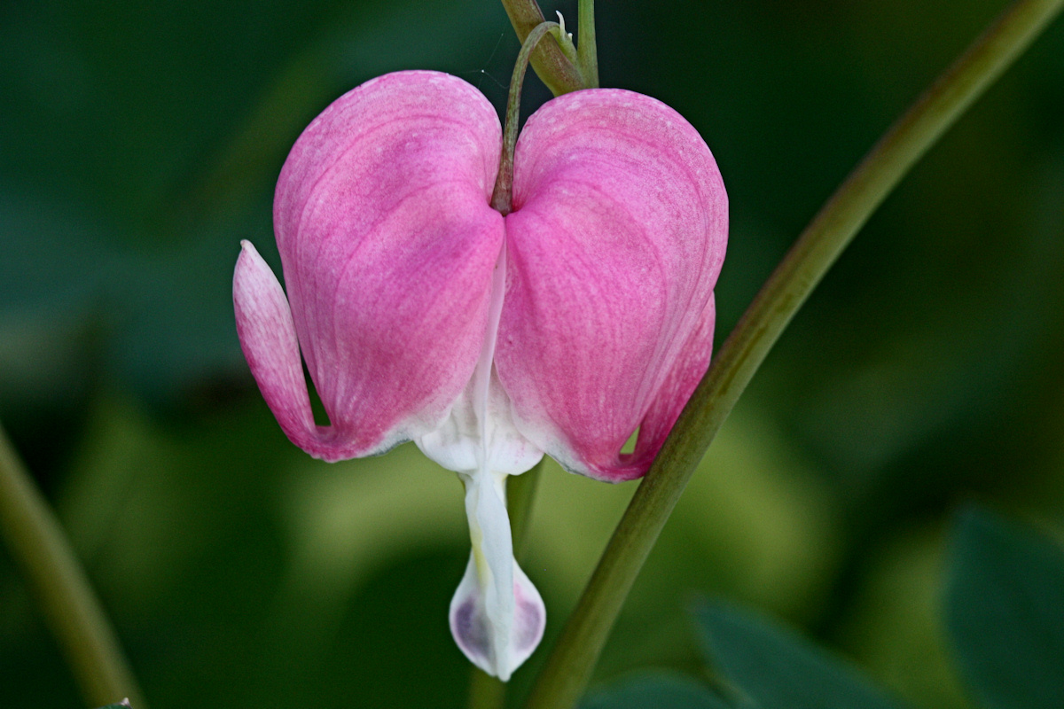 Bleeding Heart Macro<BR>July 29, 2010