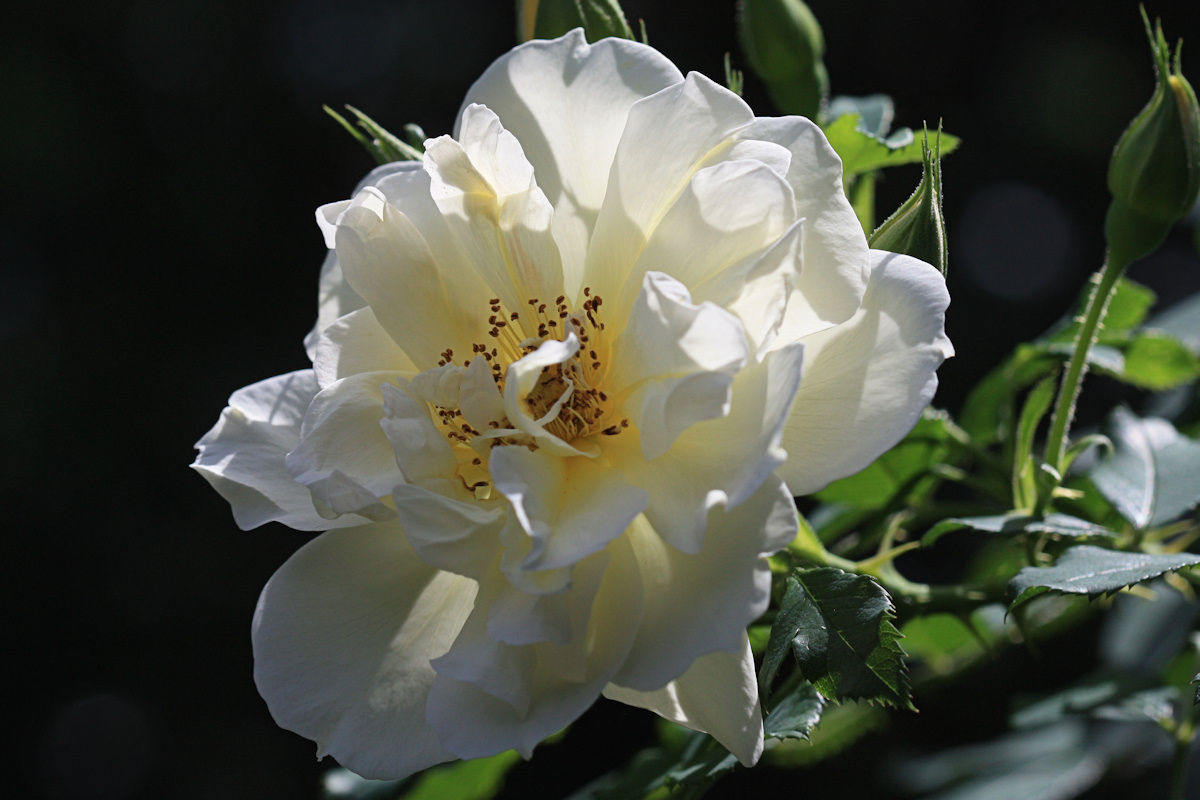 Backlit Rose Macro<BR>July 31, 2010