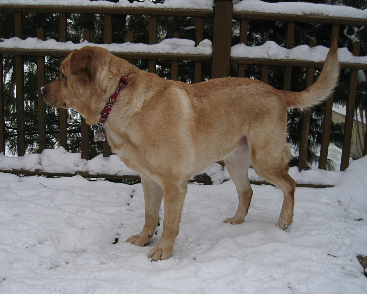 Our Dog Glinda<BR>January 25, 2011