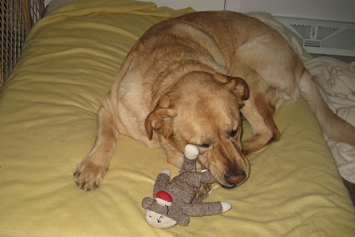 Glinda and Sock Monkey<BR>February 1, 2011