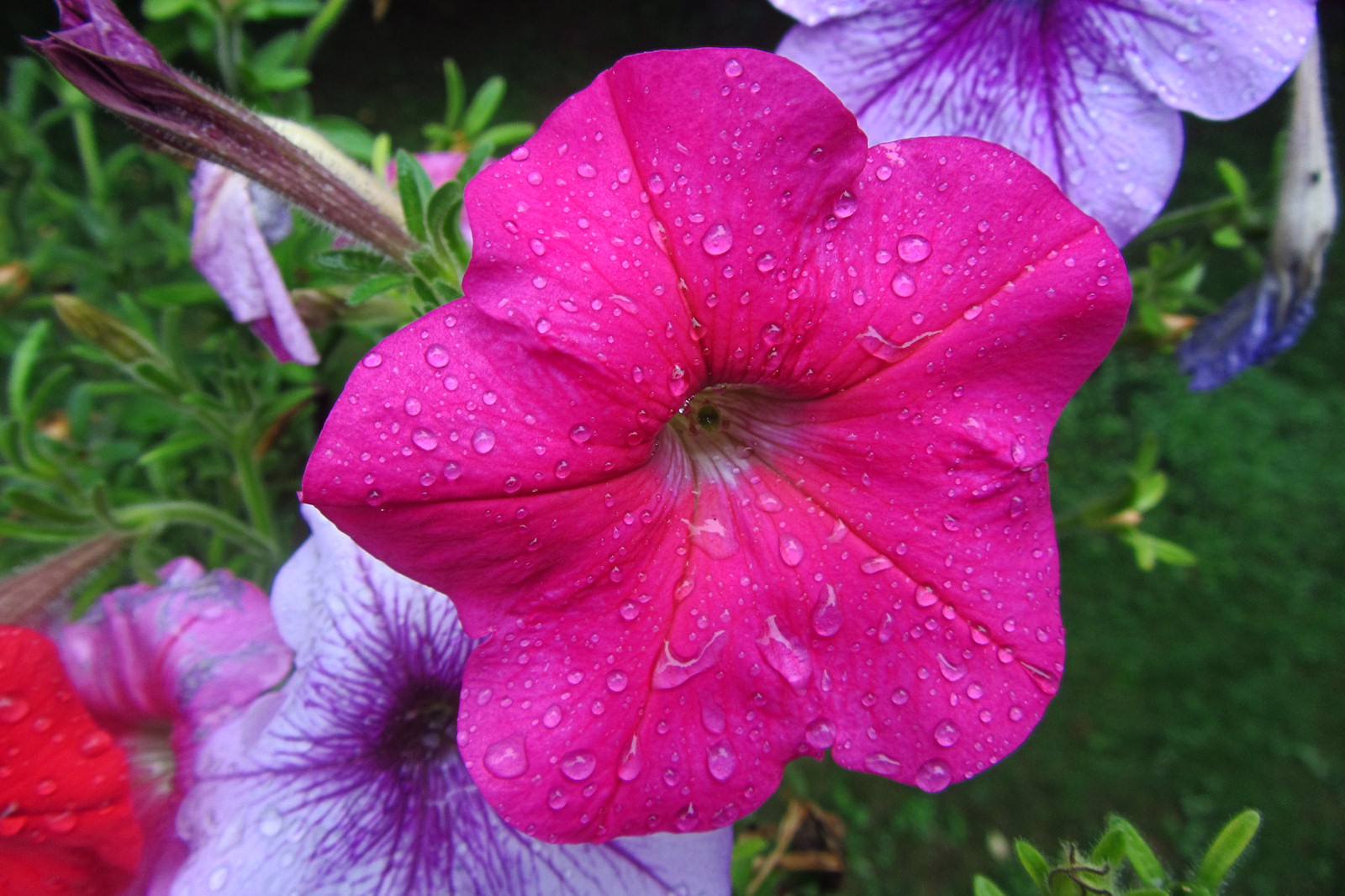 Water Drops on Red Petunia<BR>August 6, 2011