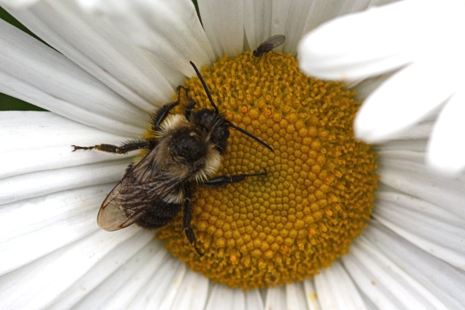 Bee on Daisy Macro<BR>October 4, 2011