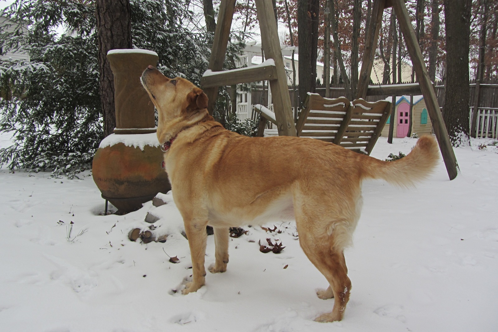 Glinda Looking for Squirrels<BR>January 21, 2012