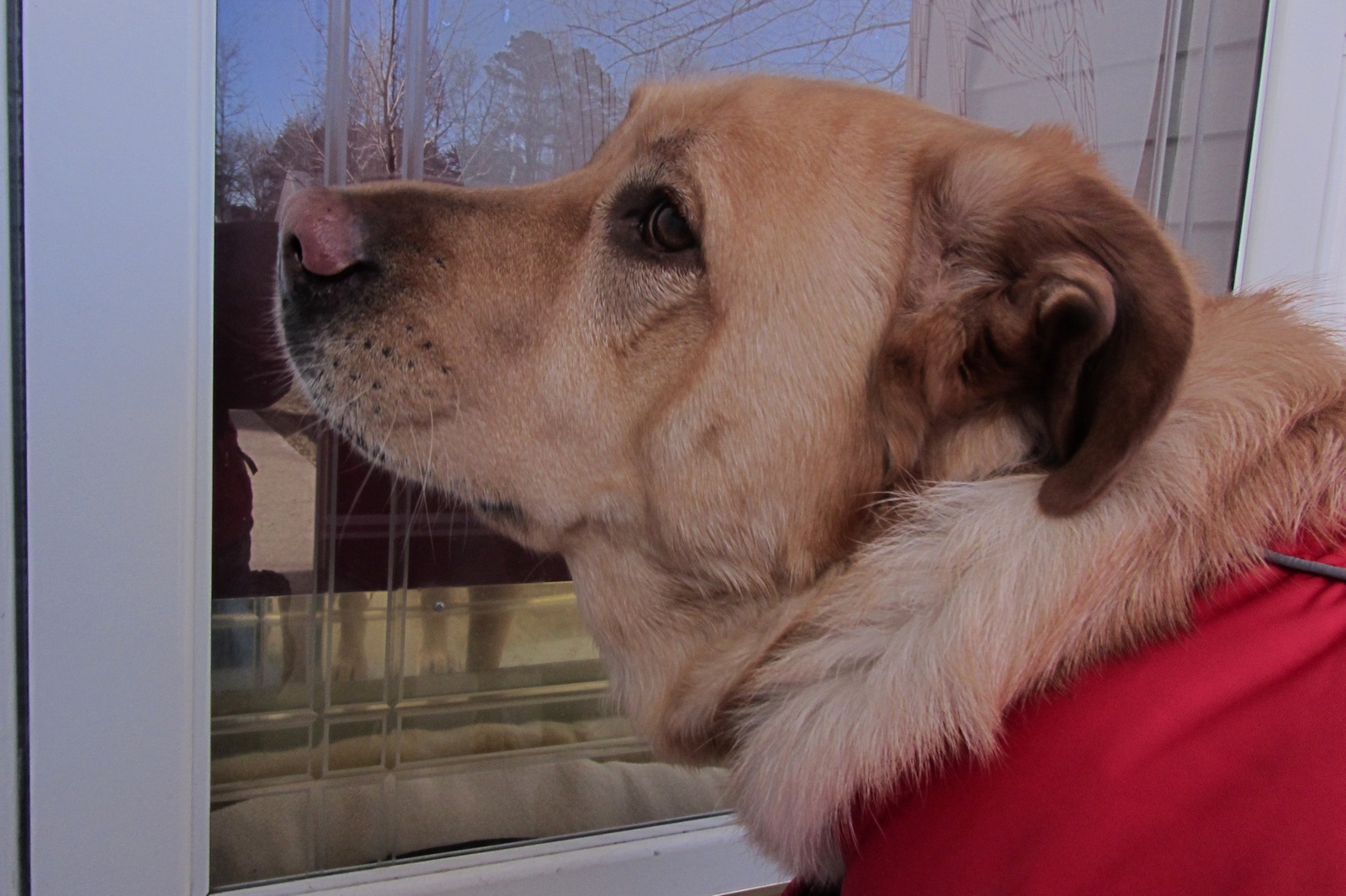 Glinda at Front Door<BR>February 12, 2012