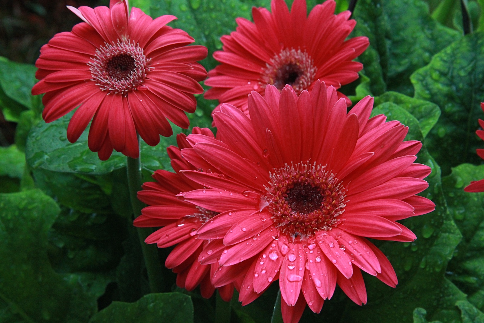 Closeup of Daisys Macro<BR>August 10, 2012