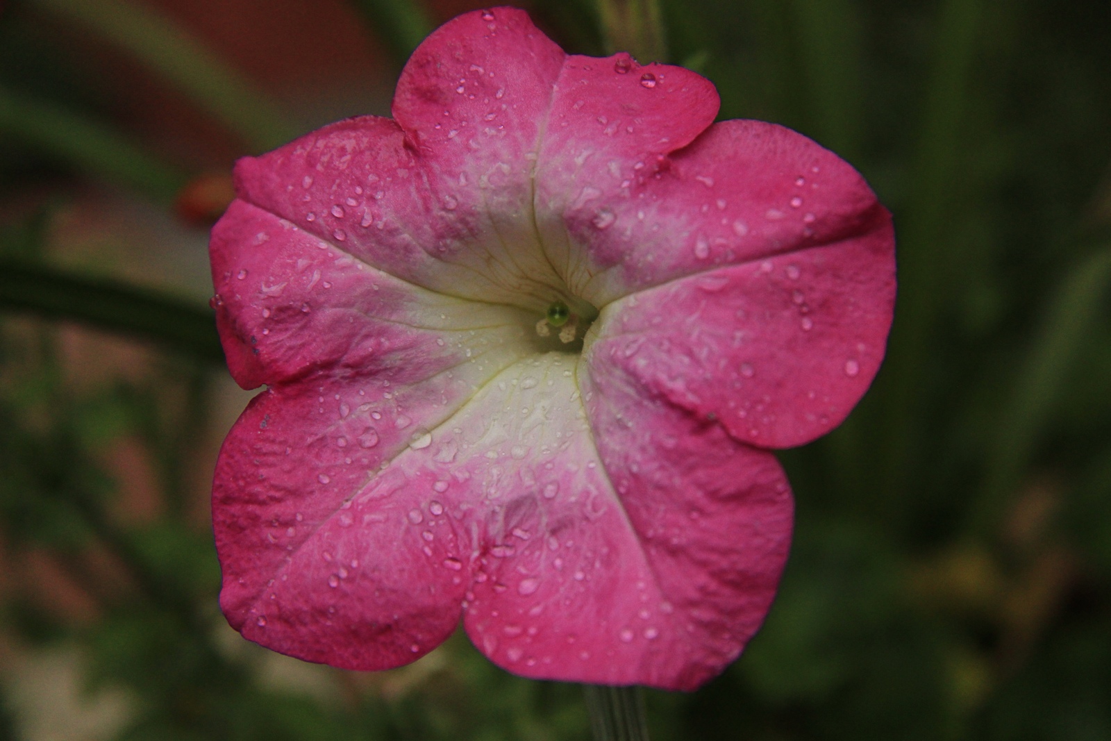 Red Petunia Macro<BR>August 13, 2012