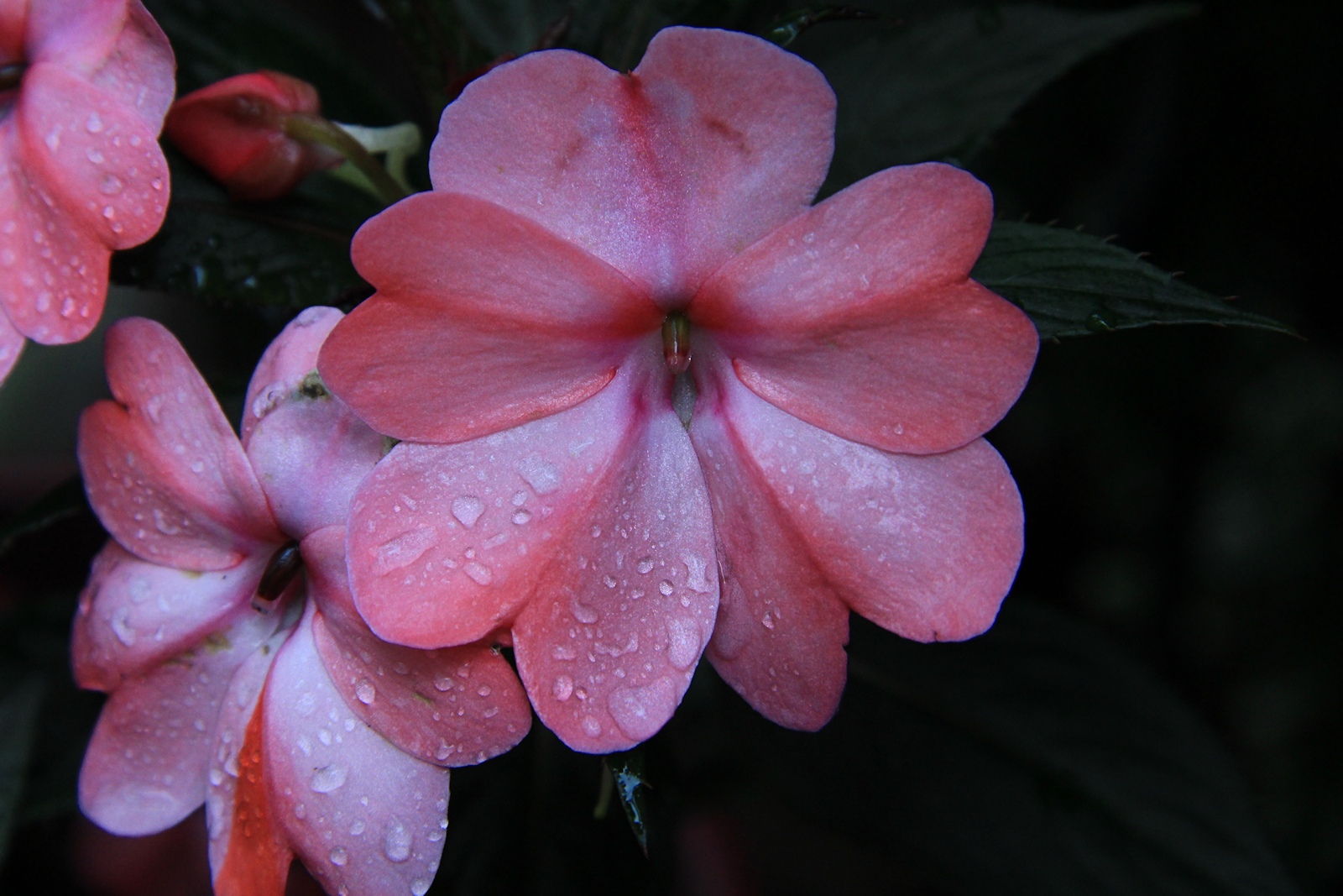 Flower Macro<BR>August 14, 2012