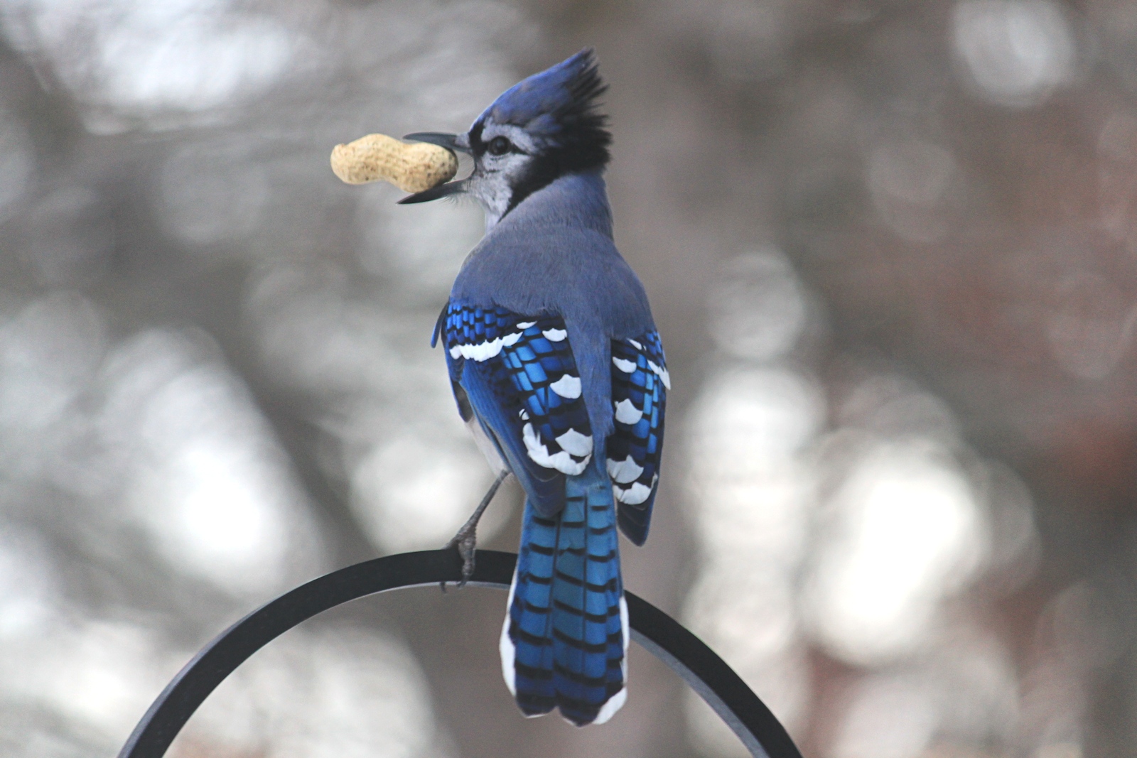 Bluejay and Peanut<BR>January 11, 2013