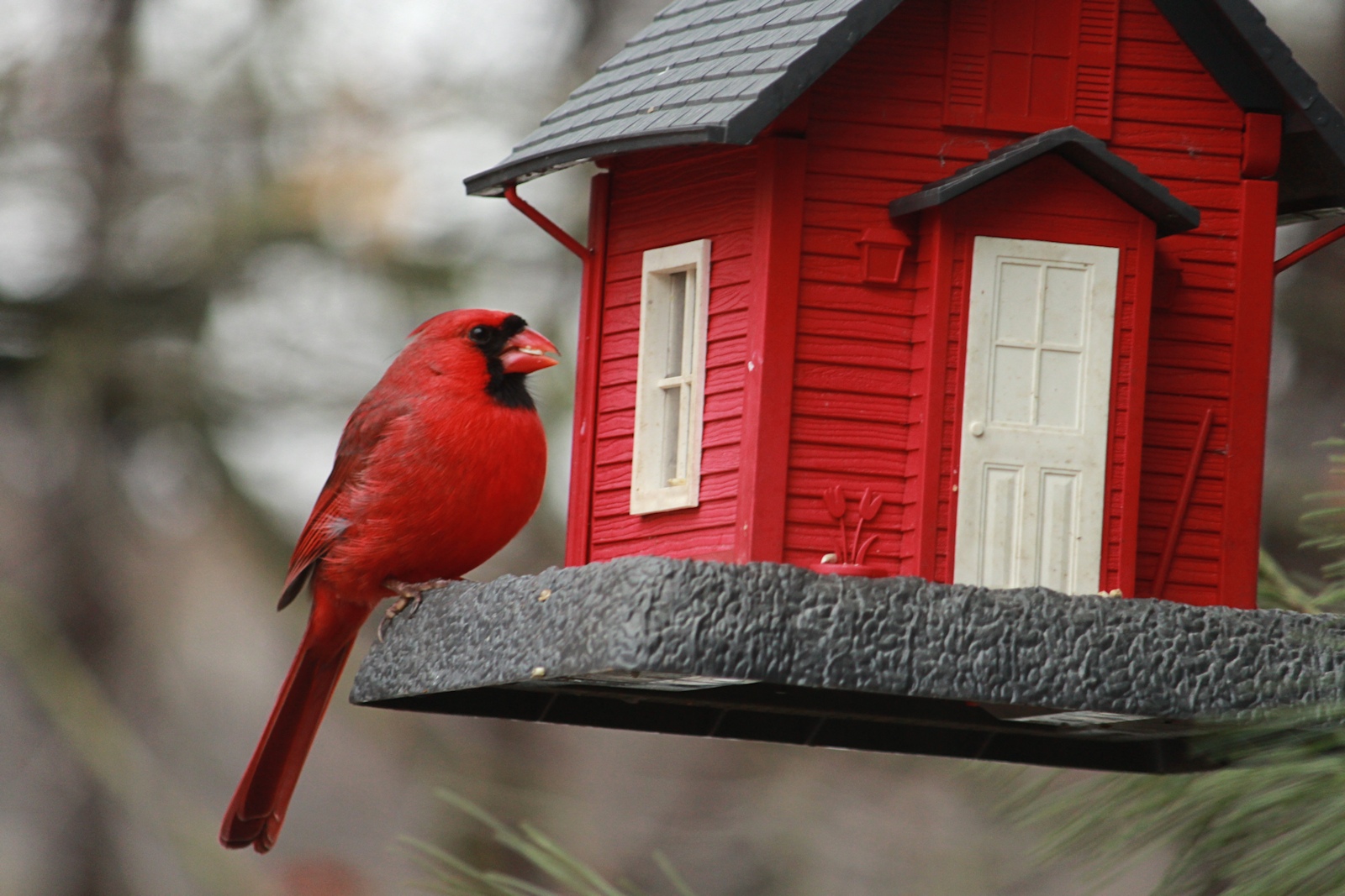 Male Cardinal<BR>January 30, 2013