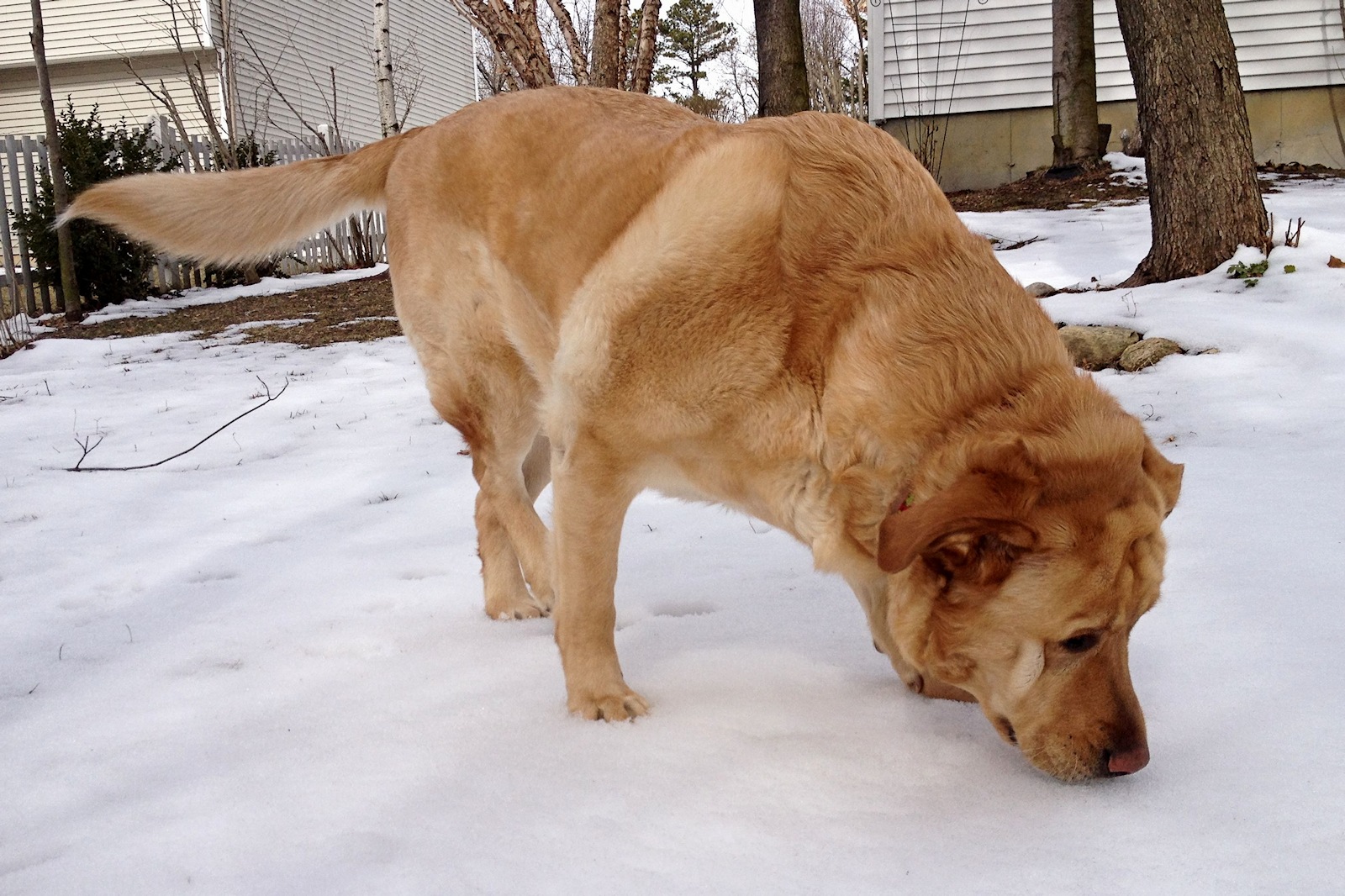 Glinda Sniffing<BR>March 25, 2013