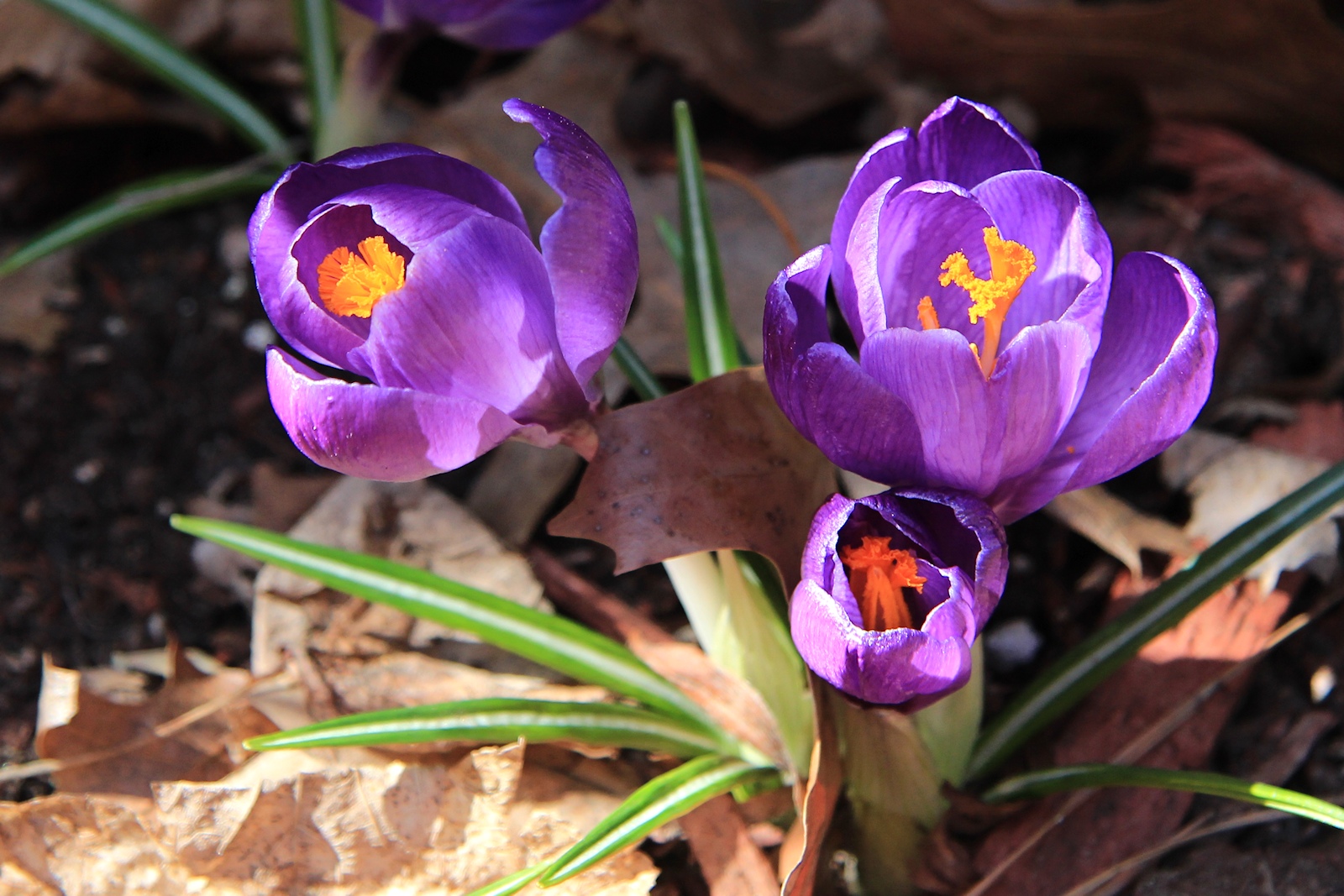 Crocus<BR>April 4, 2013