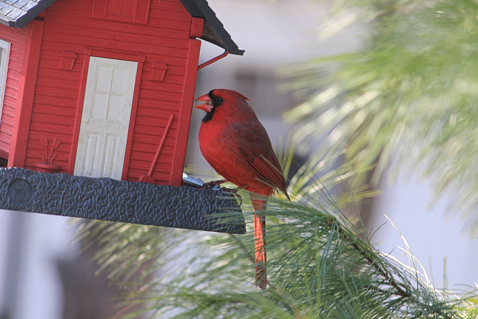 Male Cardinal<BR>April 5, 2013