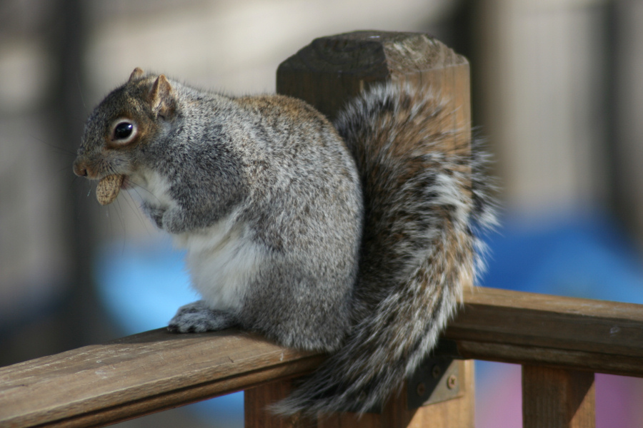 January 26, 2007<BR>Squirrel with Peanut