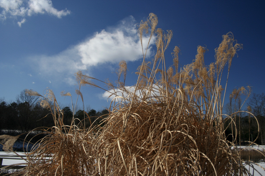 February 4, 2007<BR> Sea Oats